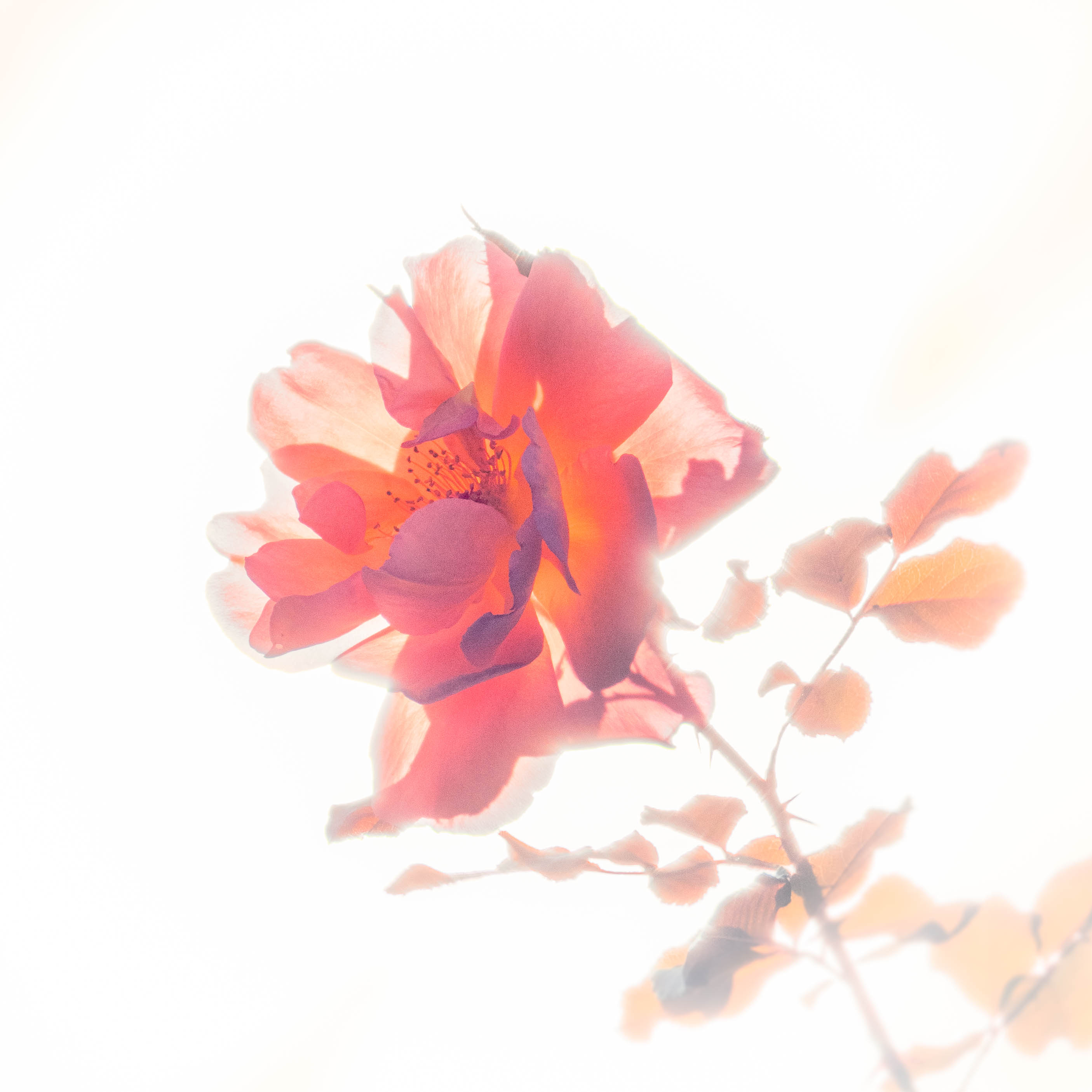 Cover for Les Roses